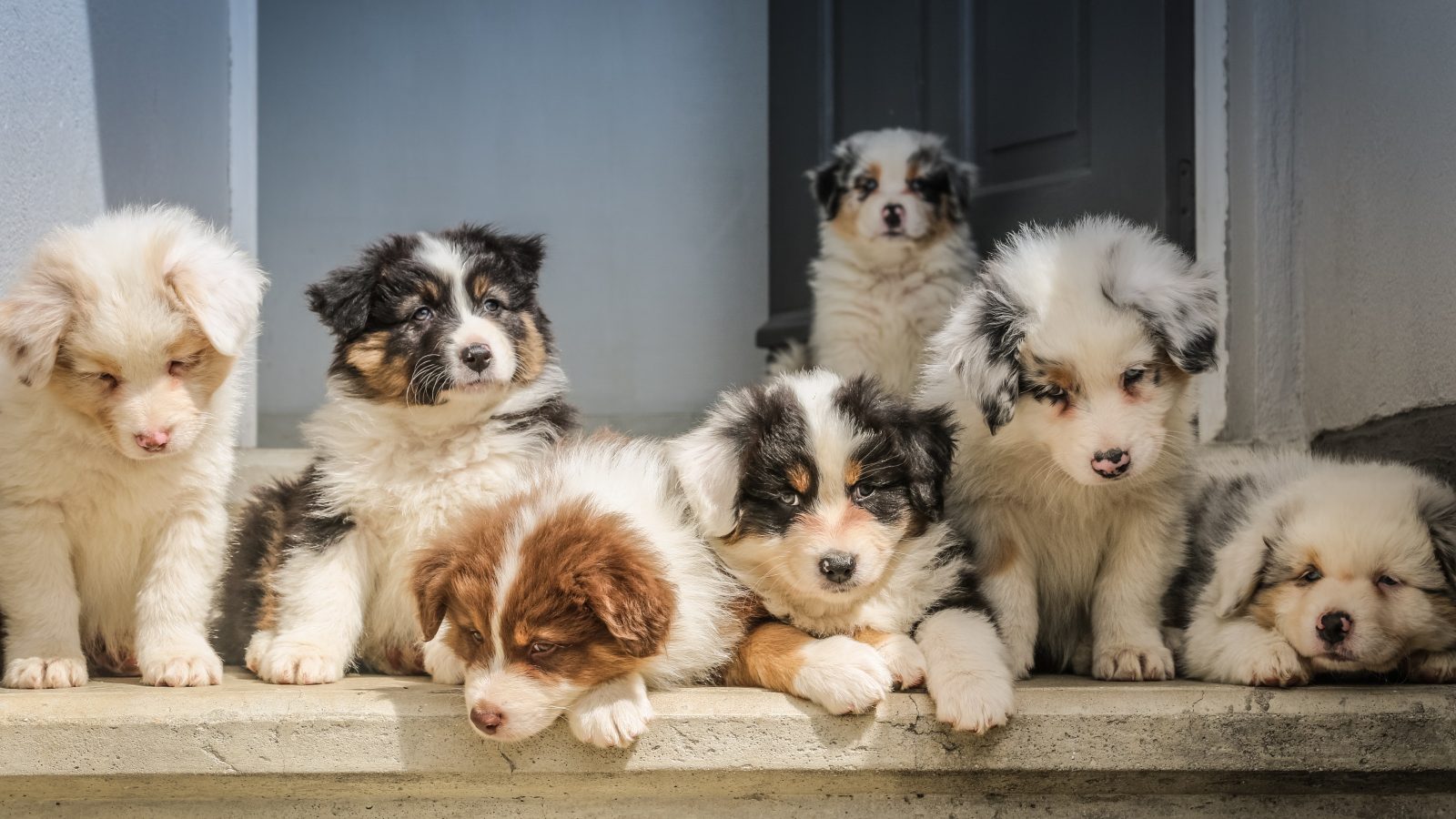 long-coated white puppy litter